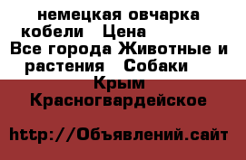 немецкая овчарка кобели › Цена ­ 25 000 - Все города Животные и растения » Собаки   . Крым,Красногвардейское